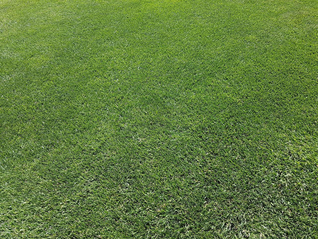 A finished, manicured green lawn at a home in Savannah, GA